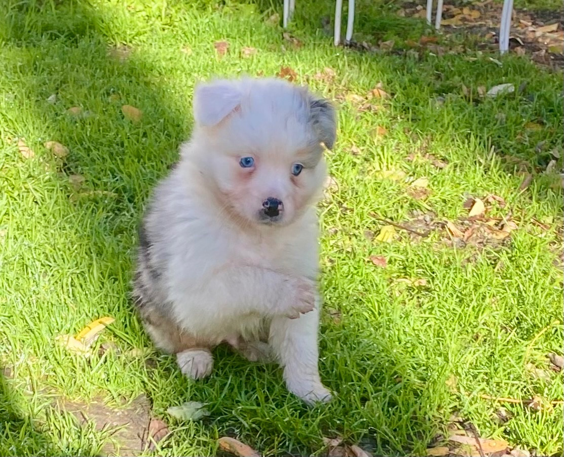 Du Domaine Du Chien Bleu - Chiots disponibles - Berger Australien